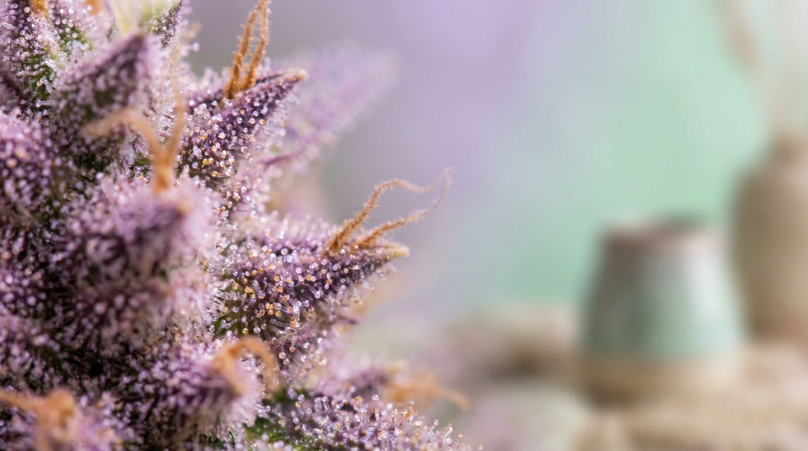 Trichomes contain the cannabinoids and terpenes that determine a strain's sleep effects