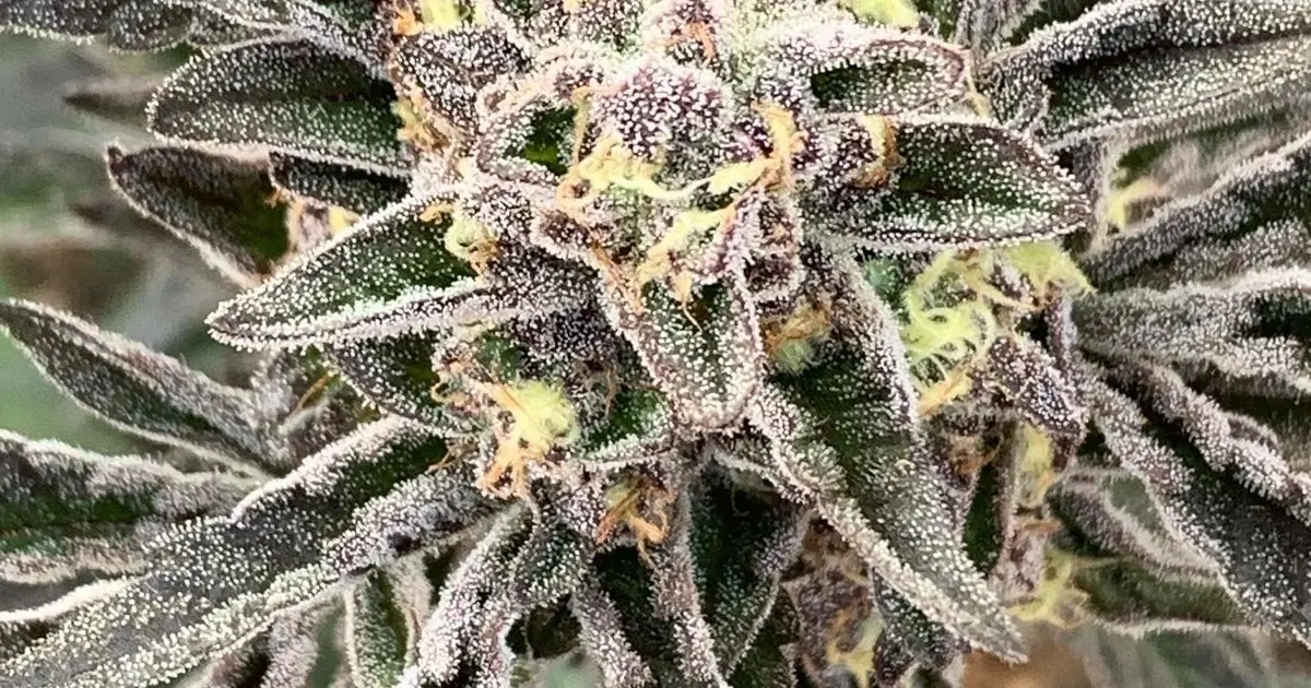 Image Sugar Leaf Co shares on its website